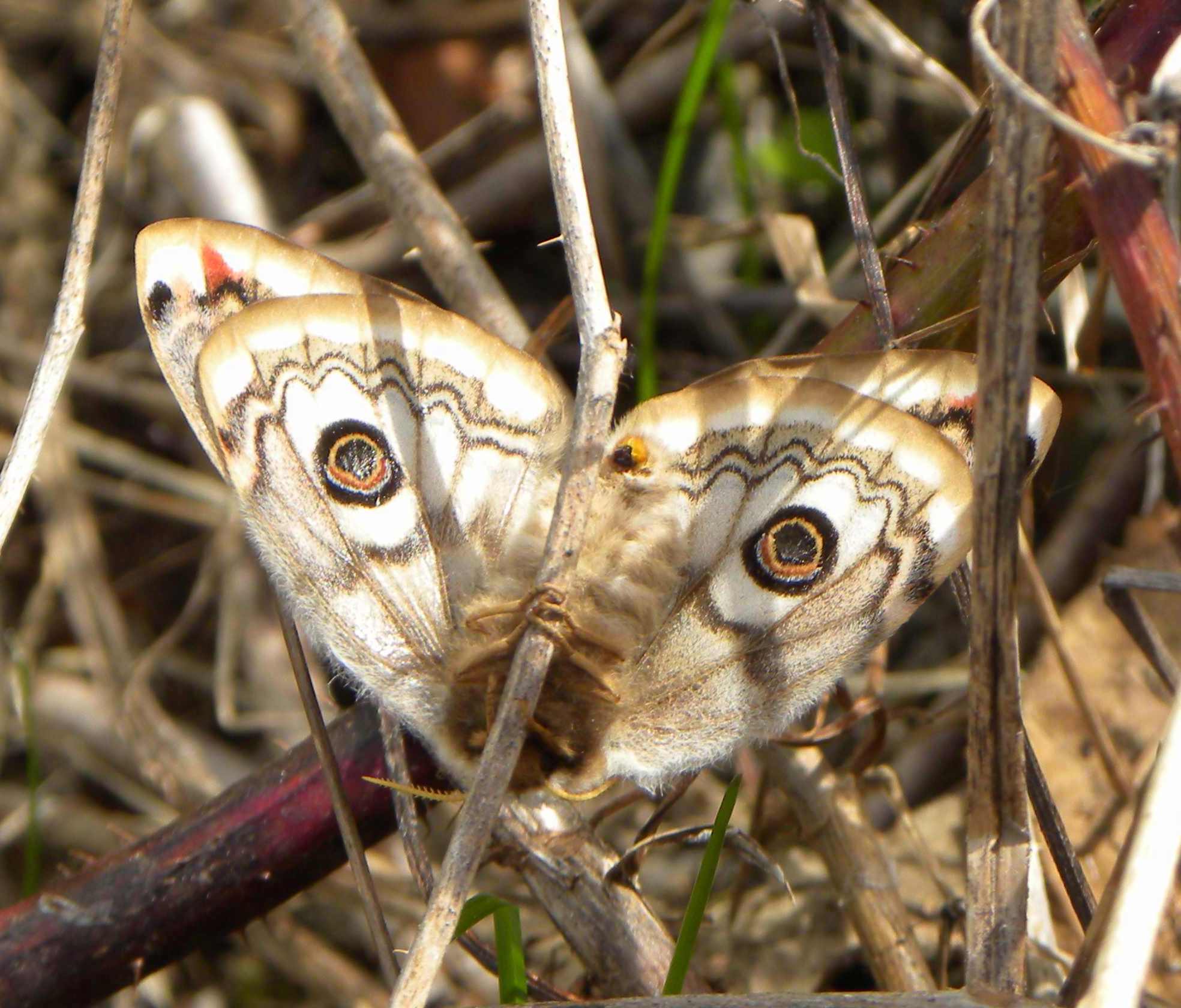 identificazione falena - Saturnia (Eudia) pavoniella